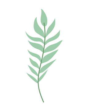 plant branch image