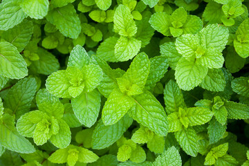 fresh green leaves peppermint plant in growth at garden for backgrond. herb
