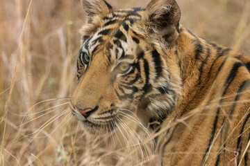 Dotty's Cub From Bandhavgarh