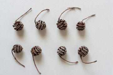 set of dawn redwood seed cones on paper