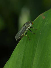 Robber flies on a green leaf. Ommatius is a genus of robber flies. 