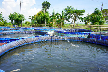 Raising and cultivating fish by using fish ponds made of round or circular tarpaulins that can maximize fish production with a narrow and limited production area in Pati, Central Java, Indonesia, Asia