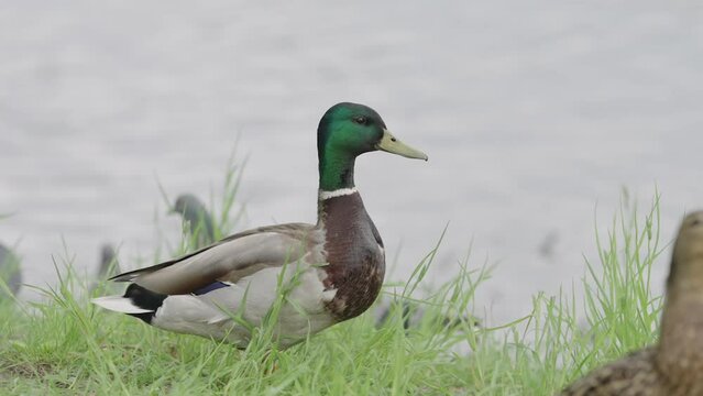 Slow motion ducks walking near pond