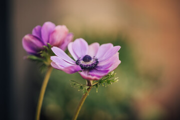 Beautiful details of Anemone