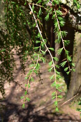 Natur - Stein - Pflanzen - Wald - Bäume