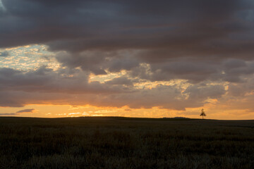 夕焼空と松の木　美瑛町
