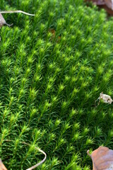 Wald - Bäume - Natur