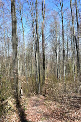 Wald - Bäume - Natur