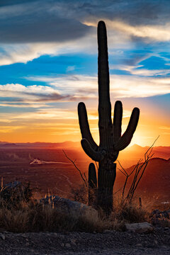 saguaro cactus at sunset