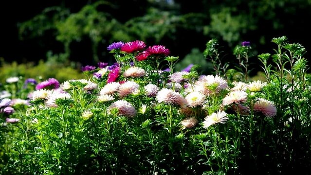 colorful asters bloom in the garden on a sunny day