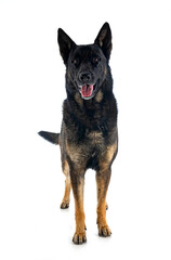 adult german shepherd