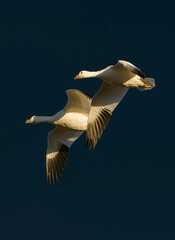Snow Geese flying in the sky