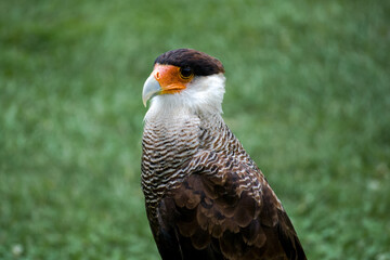 Caracara plancus eagle