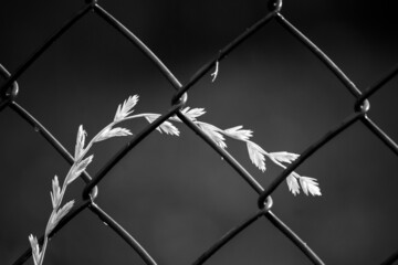 life behind barrier