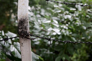 rusty old iron wires  in the garden
