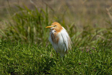 暖かくなってきた畑に立つアマサギ