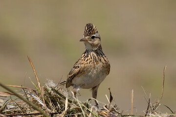 番いを探すヒバリ