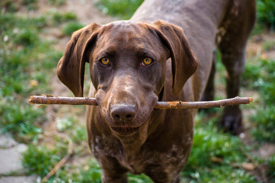 german shorthair pointer