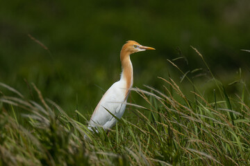 群れから離れたアマサギ