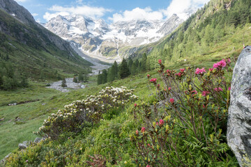 Ein Strauch weißer Alpenrosen im Naturpark