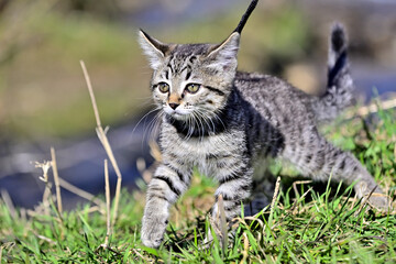 a pet for the first time on a walk in the park