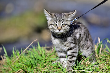 a pet for the first time on a walk in the park