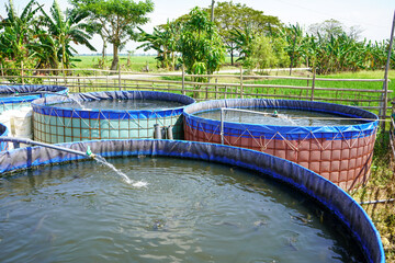 Raising and cultivating fish by using fish ponds made of round or circular tarpaulins that can...