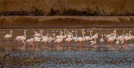 Obraz premium A flock of flamingo birds in salt ponds of Eilat