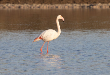  Flamingo bird at salt ponds in Eilat Israel