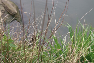 lizard sits in the green grass by the lake