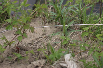 lizard sits in the green grass by the lake