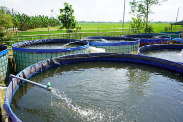 Raising and cultivating fish by using fish ponds made of round or circular tarpaulins that can maximize fish production with a narrow and limited production area in Pati, Central Java, Indonesia, Asia