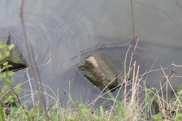 lizard sits in the green grass by the lake