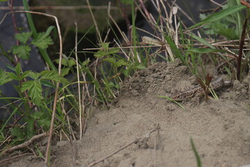 lizard sits in the green grass by the lake