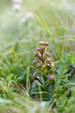 Long-bract Frog Orchid - Coeloglossum viride, small rare orchid plant from North Hemisphere meadows and grasslands, Shetland islands, Scotland, UK.
