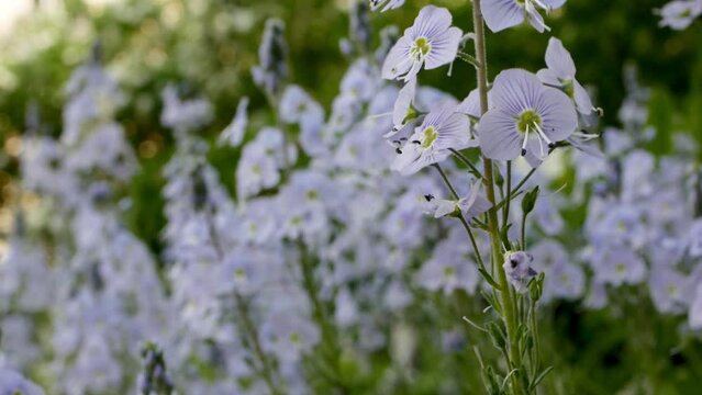 Veronica chamaedrys L. (familia Scrophulariaceae)