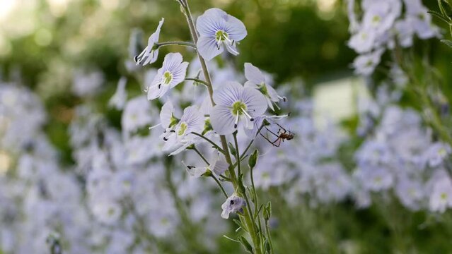  Veronica chamaedrys L. (familia Scrophulariaceae) close up