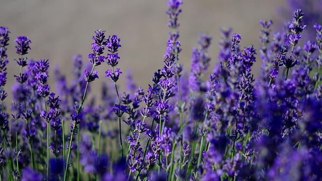 blooming lavender flowers in summer, a bee flies among the lavender flowers