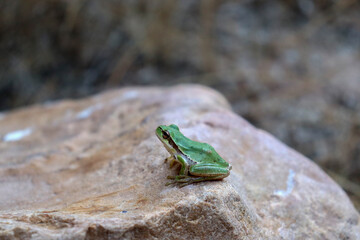 Green frog in the Wildlife