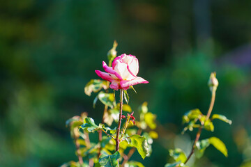 Beautiful pink rose on a blurred green background