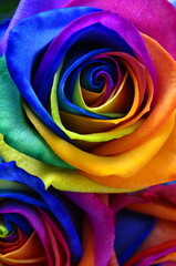 Rainbow rose or happy flower - 510280087