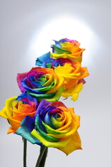 Bouquet of Rainbow rose - 510280089