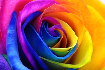 Rainbow rose or happy flower - 510280092