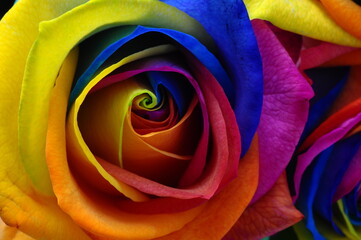 Rainbow rose or happy flower - 510280093