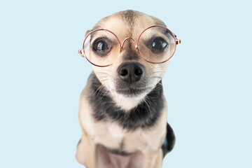 dog vision protection, ophthalmology for pet, puppy with glasses, isolated on blue background, smart animal, professor terrier, education and training