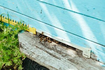 Fototapeta na wymiar bees fly to the hive through a narrow entrance, apiary, blue hive