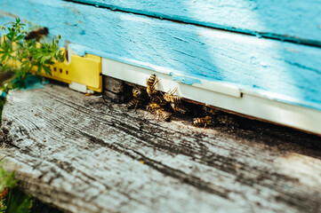 bees fly to the hive through a narrow entrance, apiary, blue hive