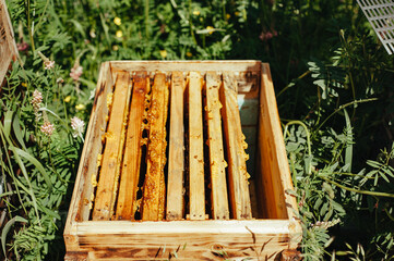 Apiary, large frame with honeycombs and bees in a large
