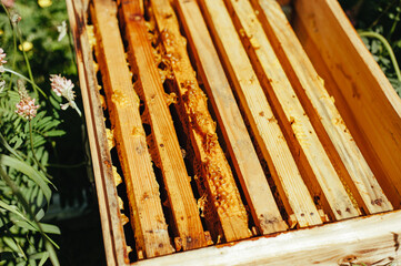 Apiary, large frame with honeycombs and bees in a large