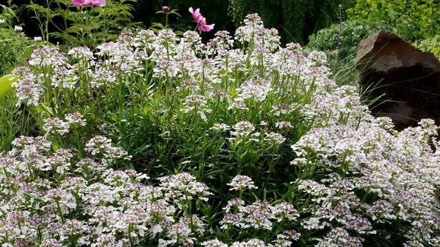 Iberis Pink Ice in rock garden